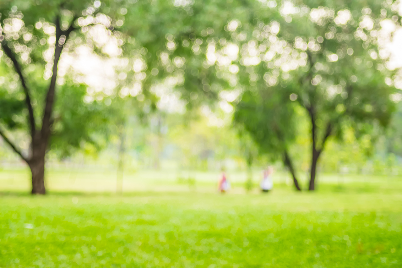 beautiful green park