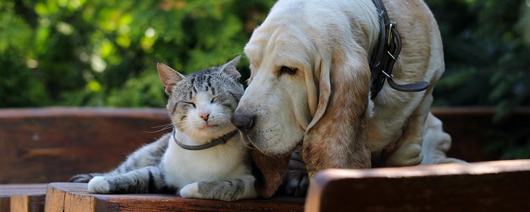 Basset hound dog and kitten friends